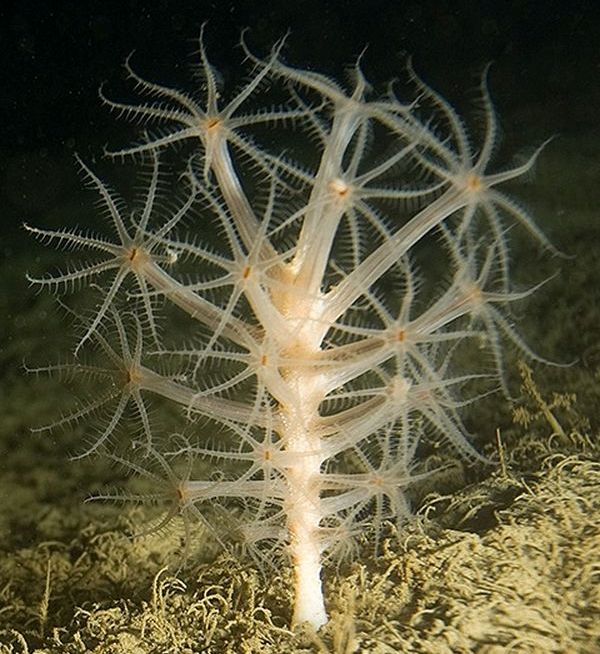 Представитель Семейства Kophobelemnidae